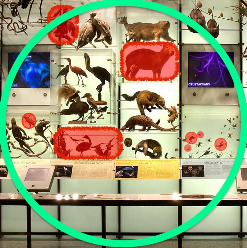 Display case photo with several species highlighted in red