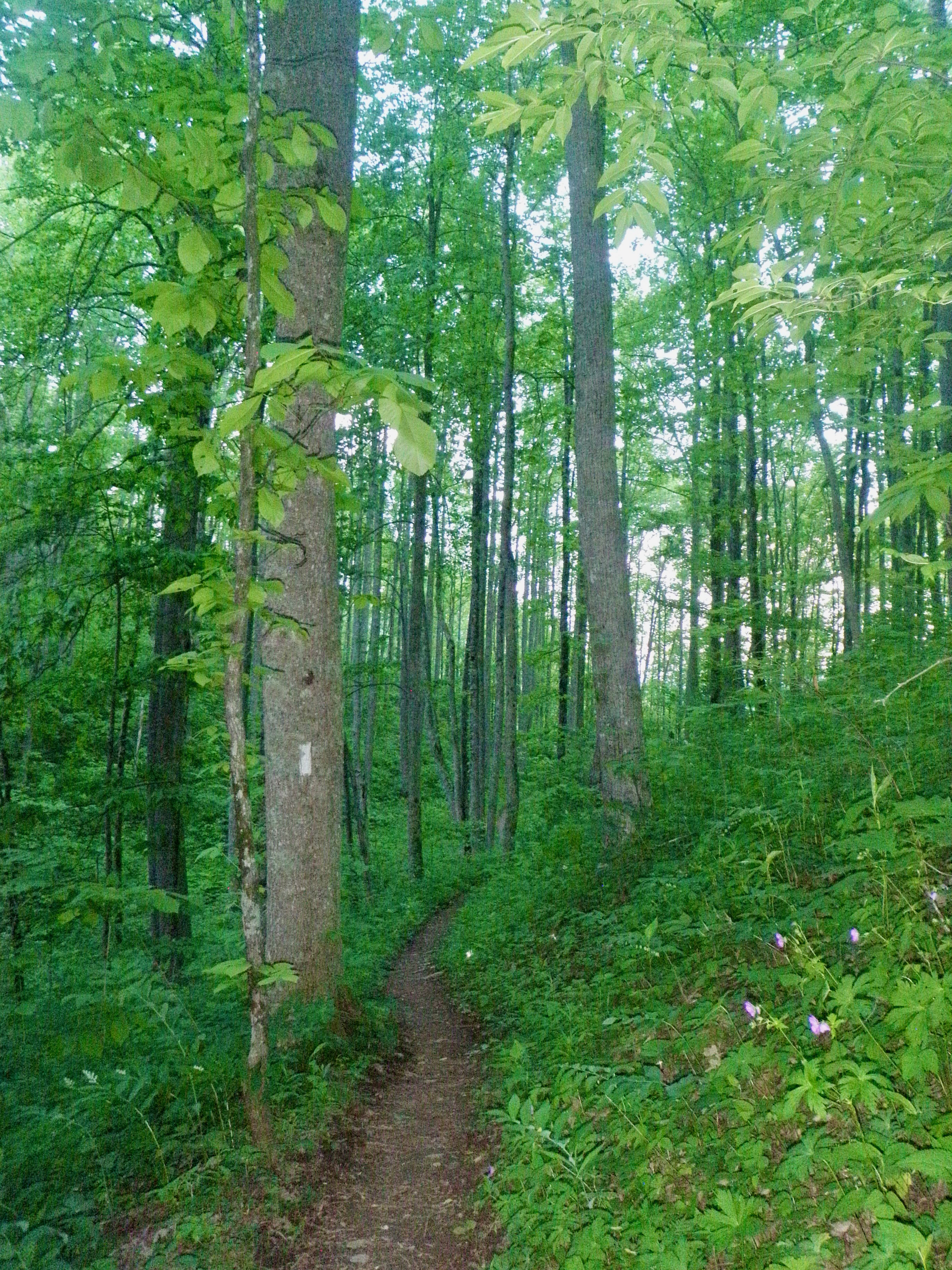 A smooth and clearly defined dirty path through a bright green forest with flowers